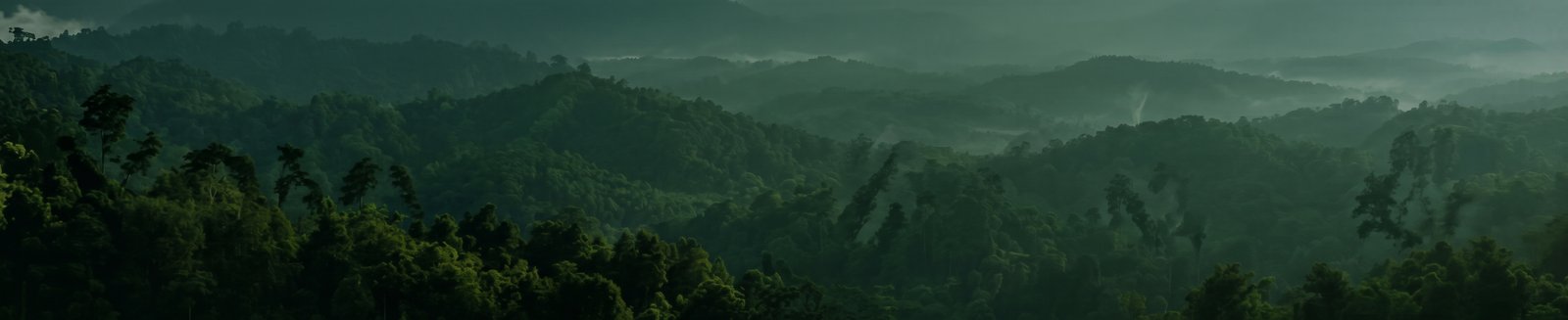 Misty forest mountains